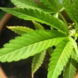 Image of marijuana plant