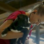 Veterinary student examining dog