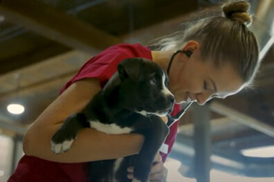 Veterinary student examining dog