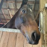 Horse in a stall looking out