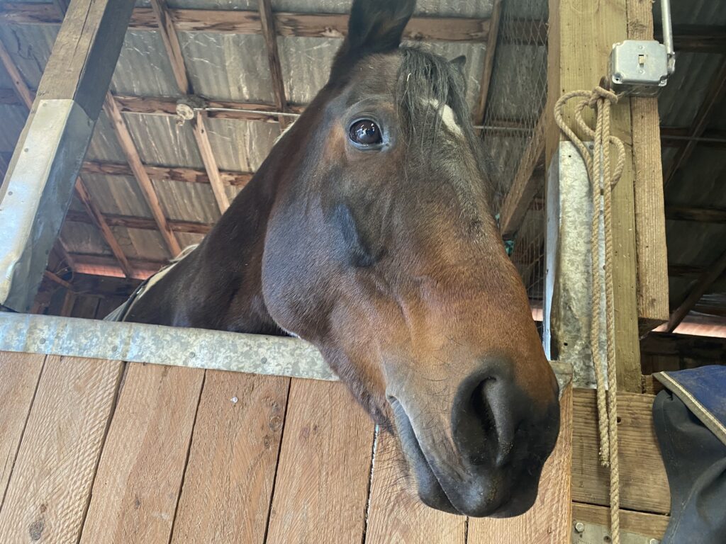 Horse in a stall looking out