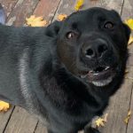 Black dog looking at camera