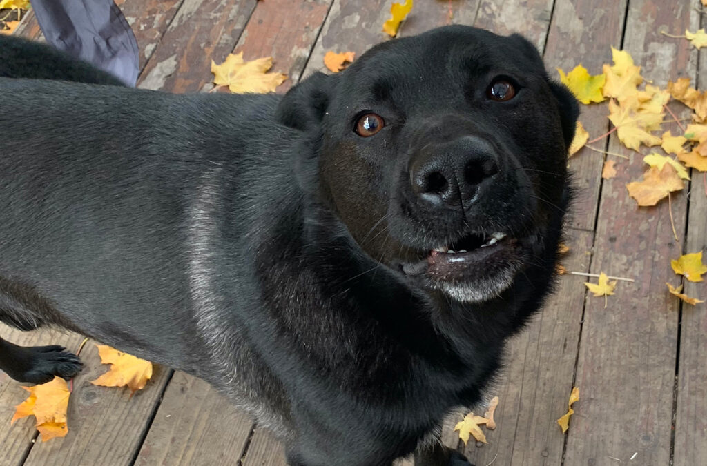 Black dog looking at camera