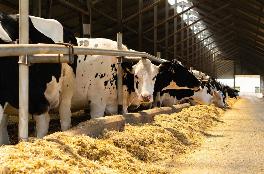 Dairy cows lined up in a barn