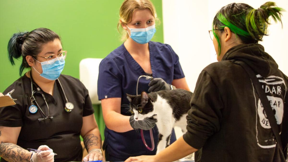 Veterinary students with cat and owner